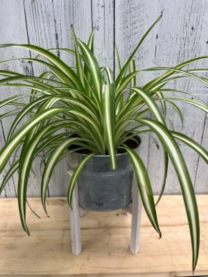 Spider Plant