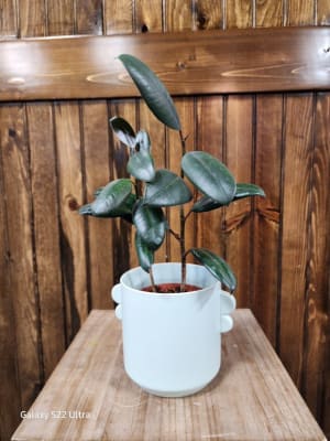 Rubber Plant