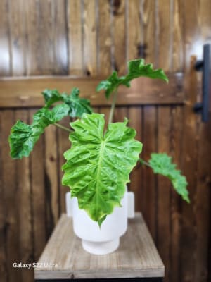 6" Alocasia Flower Bouquet