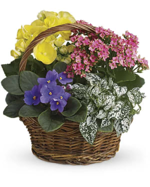 Spring Has Sprung Mixed Basket Sandra 889 Flower Bouquet