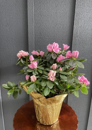 Azalea Plant 6" Flower Bouquet