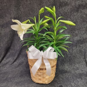 EASTER LILY 2 STEM 8+ BLOOM Flower Bouquet