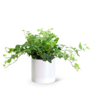 English Ivy Plant Flower Bouquet