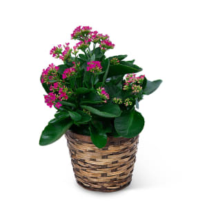 Pink Kalanchoe Plant Flower Bouquet