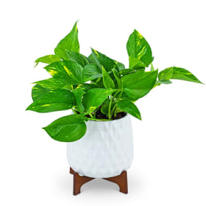 Mod Pothos Plant Flower Bouquet