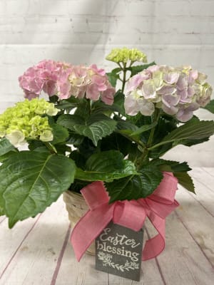 Pink or Blue Hydrangea Plant