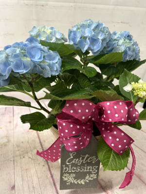 Pink or Blue Hydrangea Plant Flower Bouquet