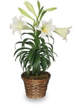 Traditional Easter Lily Flower Bouquet