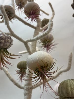 Jellyfish Air Plant