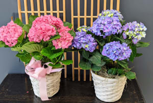 Hydrangea Flower Bouquet