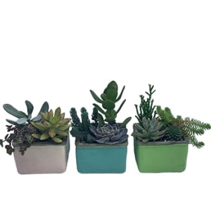 Succulents Trio Flower Bouquet