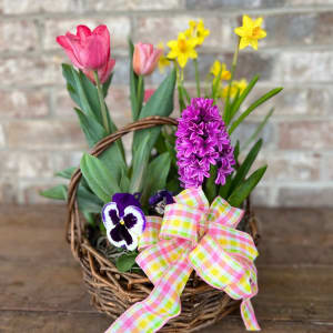 Spring Bulb Planter 1 Flower Bouquet