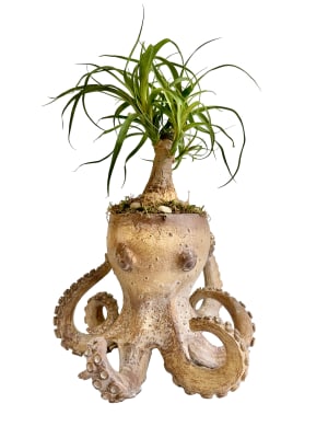 Octopus Planter with Pony Tail Palm Flower Bouquet