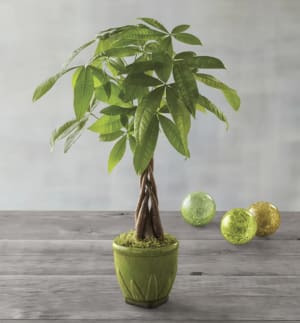 Money Tree Flower Arrangement Money Tree Flower Bouquet