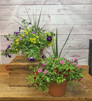 Planter with Blooming Annual Plants