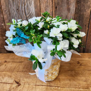 Azalea Plant Flower Bouquet