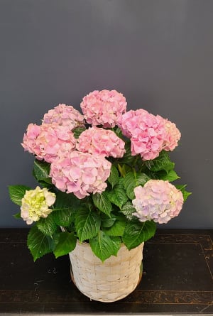 Hydrangea Flower Bouquet