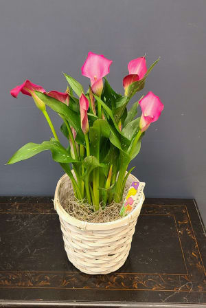 Calla Flower Bouquet