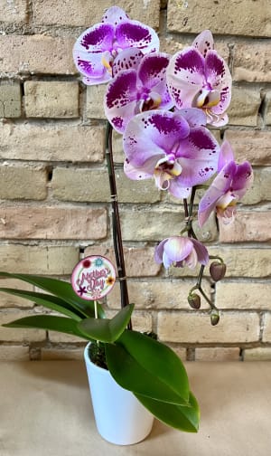 Panda Orchid Flower Bouquet