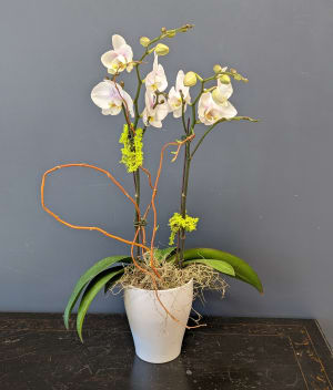 Orchid Double Stem 5inch Flower Bouquet