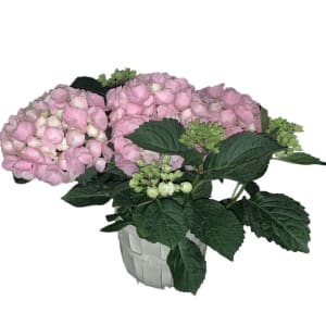 Mother's Day Hydrangea Flower Bouquet