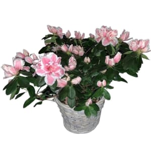 Mother's Day Azalea Flower Bouquet