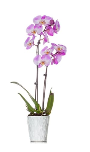 Potted Orchid Flower Bouquet