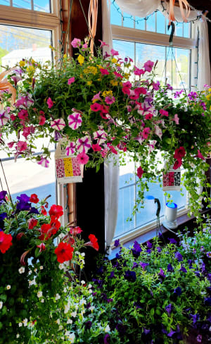 Lovely Hanging Petunia Mix Flower Bouquet