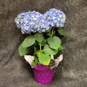 BLOOM PLANT HYDRANGIA