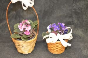 African Violet PLBVIOLET Flower Bouquet