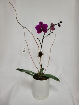 Mini Orchid