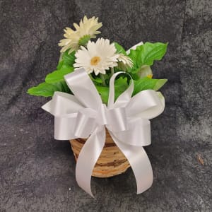 GERBERA DAISY PLANT Flower Bouquet