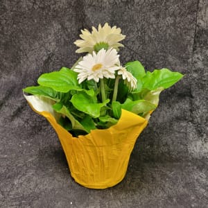 GERBERA DAISY PLANT Flower Arrangement GERBERA DAISY PLANT Flower Bouquet