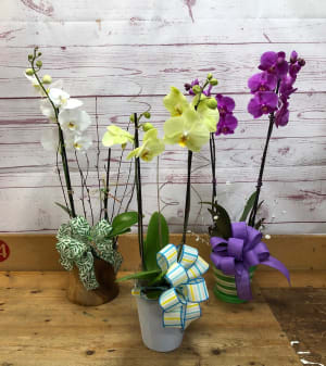 Exotic Potted Phalaenopsis Orchid