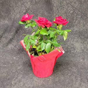 Mini Rose Plant Flower Bouquet