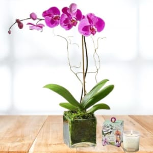 Dendrobium Purple Orchid Flower Bouquet