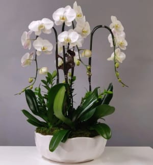 Regal Orchids