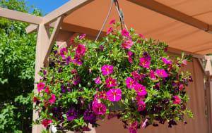 Million Belle Petunia Hanging Flower Bouquet