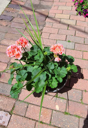 Geranium Plants 10" Flower Bouquet