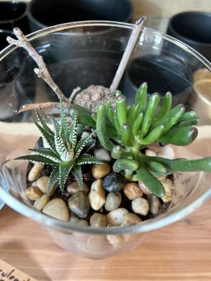 Succulent Cup