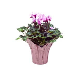 Enchanted Cyclamen in Various Colors Flower Bouquet