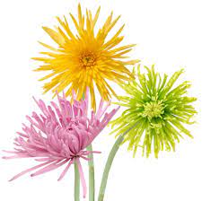 Per Stem Pricing Flower Bouquet