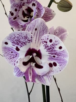 Colourful Dendrobium Orchids in Ceramic Pot Flower Arrangement Colourful Dendrobium Orchids in Ceramic Pot Flower Bouquet