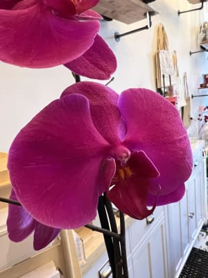 Colourful Dendrobium Orchids in Ceramic Pot Flower Arrangement Colourful Dendrobium Orchids in Ceramic Pot Flower Bouquet