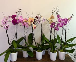 Colourful Dendrobium Orchids in Ceramic Pot