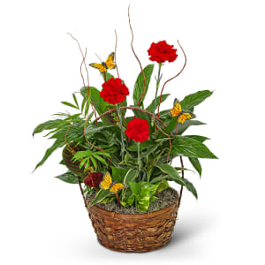 Red Blooms and Butterflies Dish Garden Flower Bouquet