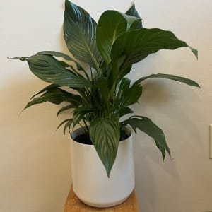 Peace Lily Flower Bouquet