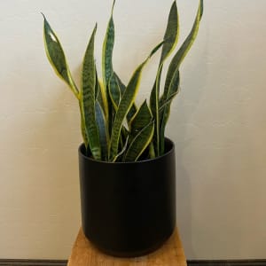 Sansevieria Flower Bouquet