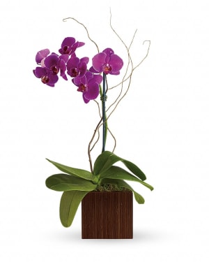 Teleflora's Bamboo Elegance Flower Bouquet