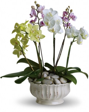 Regal Orchids Flower Bouquet